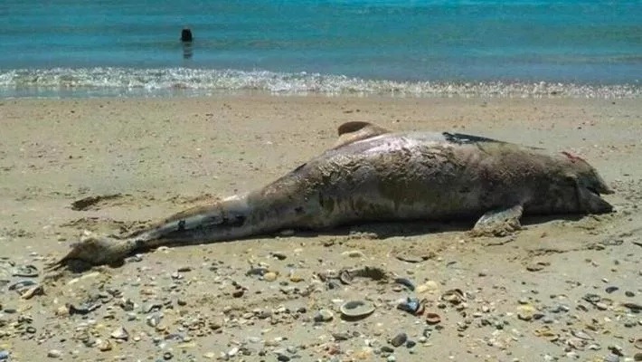 Record: Peste 250 de delfini decedați pe plajele din România în vara anului 2026 / Cauze: războiul din Ucraina, pescuitul și infecțiile fungice 
