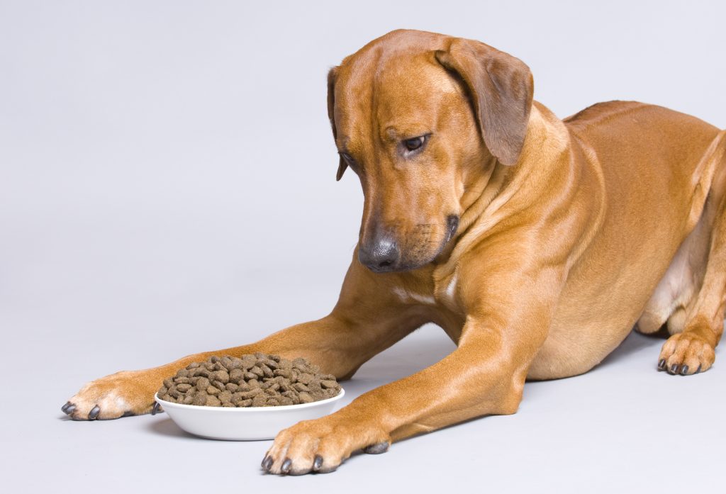 Fabrică străină AktivDog intră în România pentru producție hrană canină