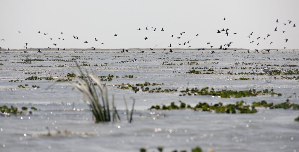 Un paradis al păsărilor a devenit un dezastru ecologic. Peste 60% dintre pui au fost deformați sau morți
