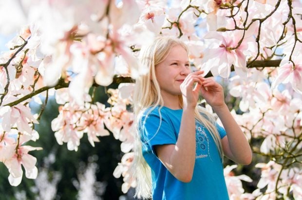 Magnoliile reînflorează în Oradea – cauzează confuzie hormonală climă