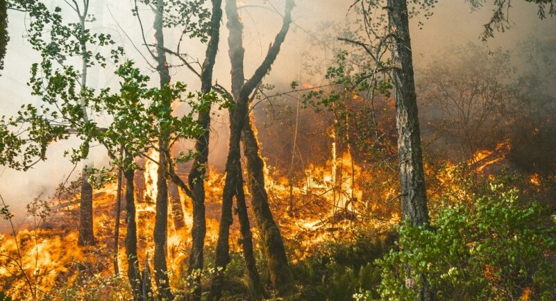 Incendiu pădure Vâlcea, Mănăstirii Boia: pompierii pe jos teren greu