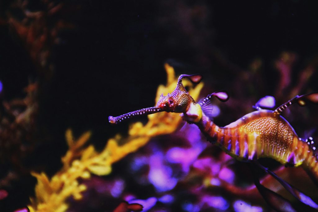Peste 1600 de dragoni de mare au murit în Australia de Sud, în cea mai gravă mortalitate în masă din istoria speciei / Care e cauza