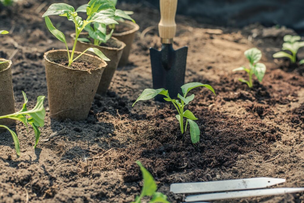 Plantează 4 legume în septembrie și culege-le până sfârșitul anului