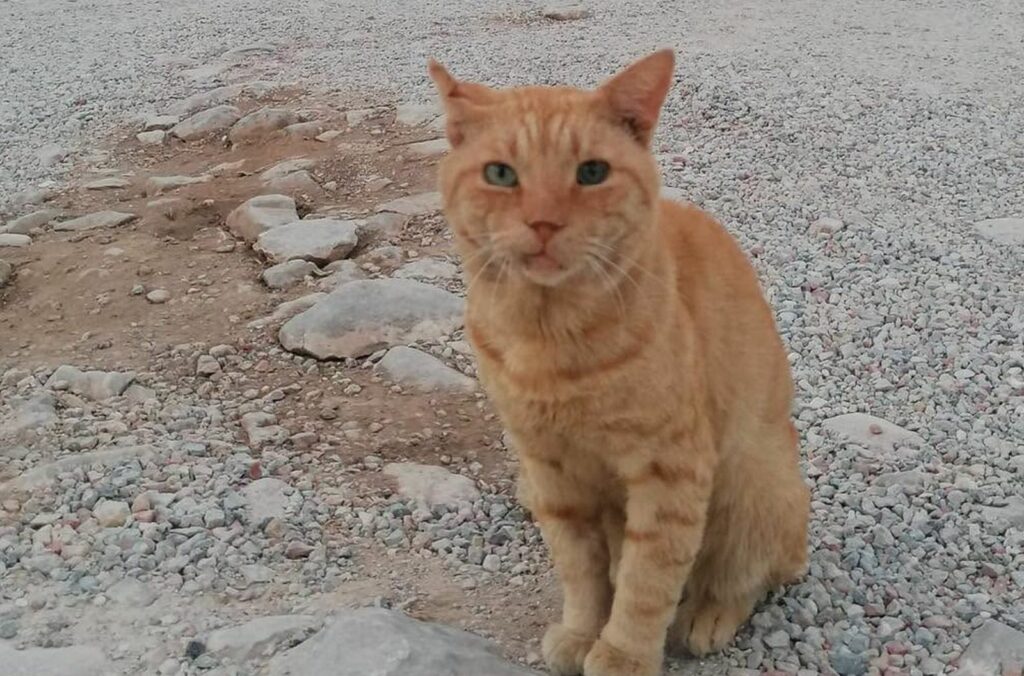 Garfield, mascota pompierilor români în Grecia, apare în patrulare