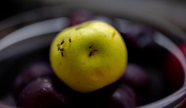 Cum să scapi de musculițele de fructe sau de oțet. Patru trucuri simple cu produse ieftine pe care oricine le are în casă