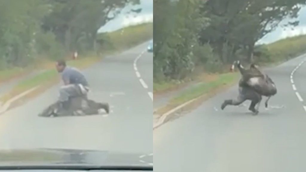 Emu evadat din fermă se luptă cu bărbat pe stradă, provocând haos