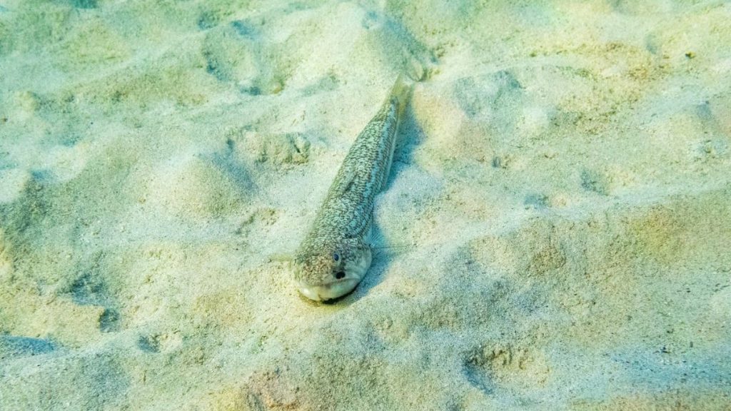 Pas în ocean: durere intensă, nu mai putea să respir