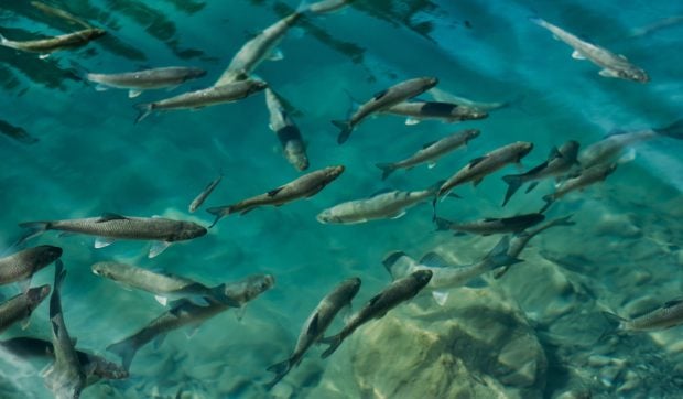 Lac acidificat de 17 ani: pH 5,2, apa revine, peștii dispar