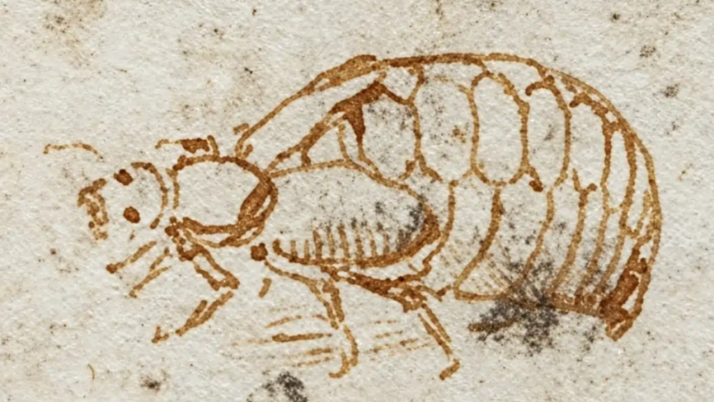 Leonardo da Vinci a desenat acest gândac ciudat acum peste 500 de ani. Ce cred cercetătorii că a vrut să arate