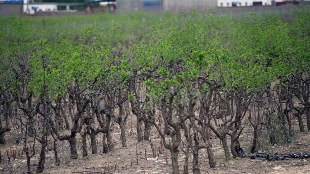 Cultura rară care poate transforma un hectar într-o afacere de 100.000 de euro: produce până la 40 de tone și s-a adaptat perfect în România