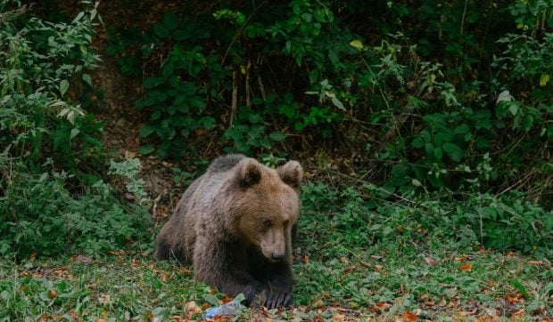 Un urs din Retezat descoperă o cameră de supraveghere și încearcă să „regleze dispozitivul” I VIDEO