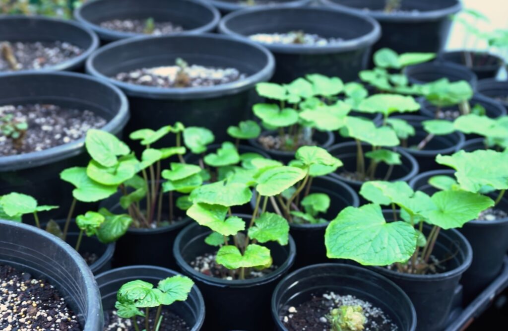 Ești fan Wasabi? Poți cultiva acasă, dar are o cerință neașteptată