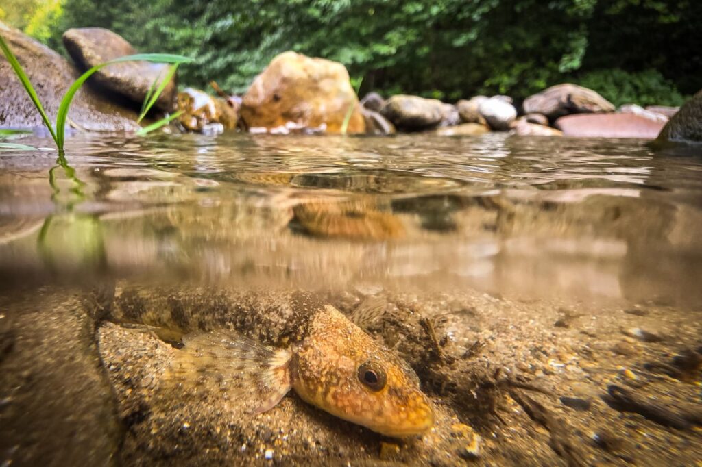 Specie rară de pește european, în pericol: 76% trăiesc pe 450 de metri din râul Vâlsan. „Fie îl salvăm acum, fie îl pierdem pentru totdeauna”