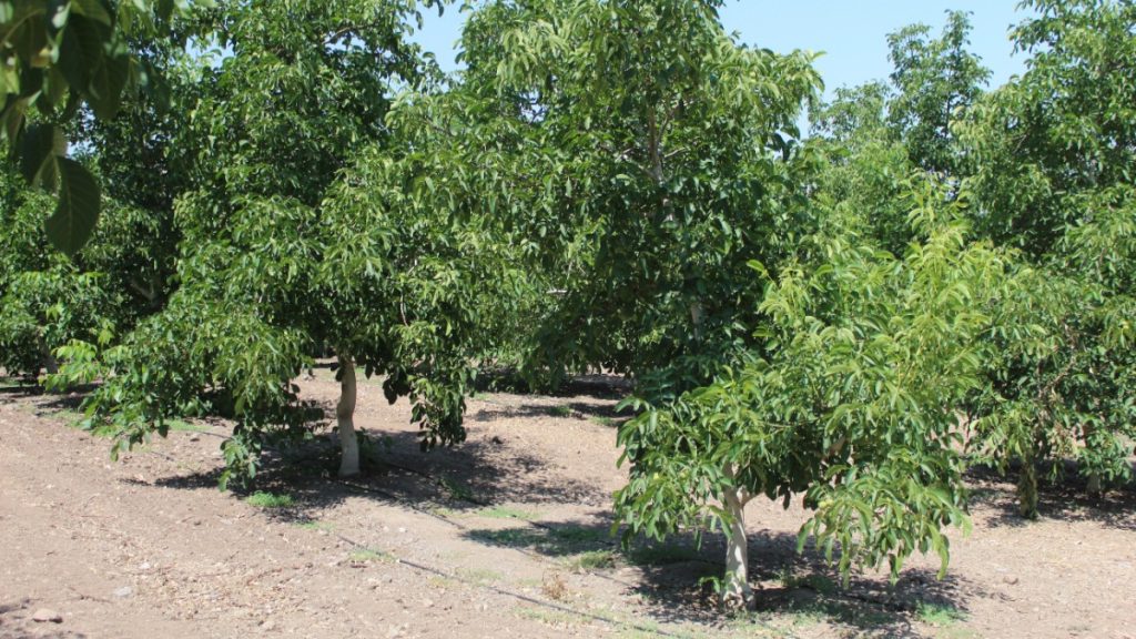 Afacerea cu un singur soi de fructe cu care o familie vrea să dea lovitura: a investit 300.000 de euro în 5 hectare