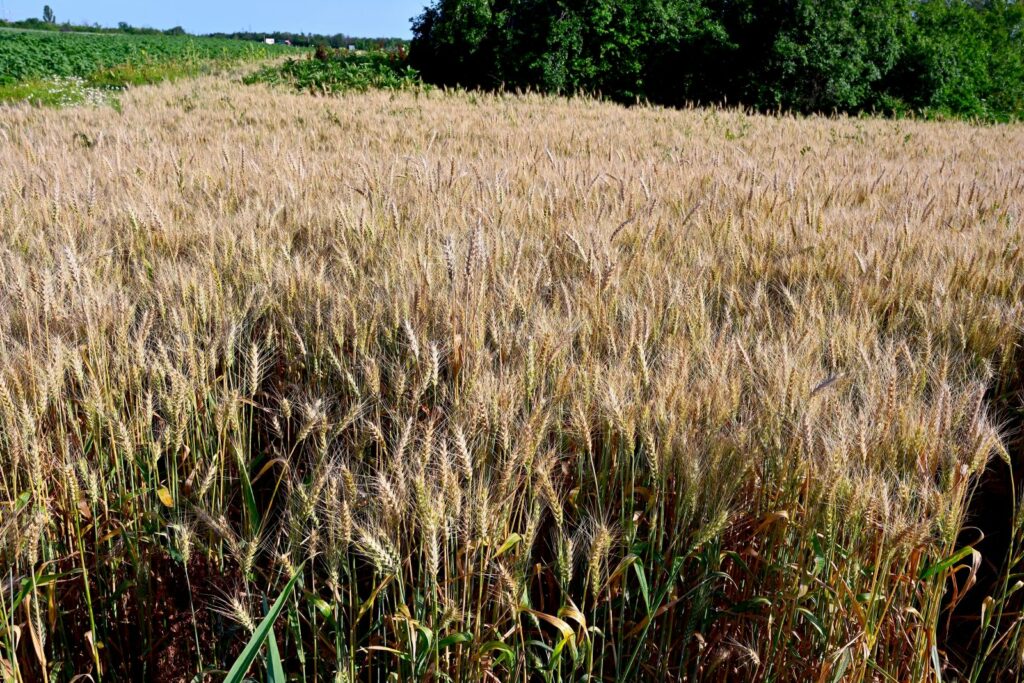 Fermierii europeni pun presiune pe ajutorul pentru Ucraina. România și Polonia nu mai pot prelua cerealele