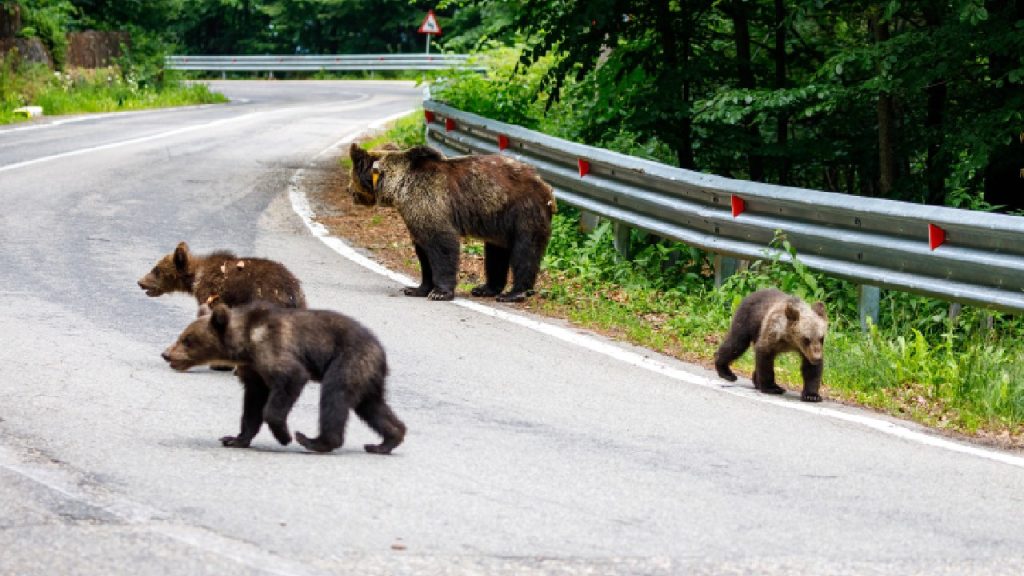 Vânătorii depun cereri pentru împușcarea urșilor, după legea oficială