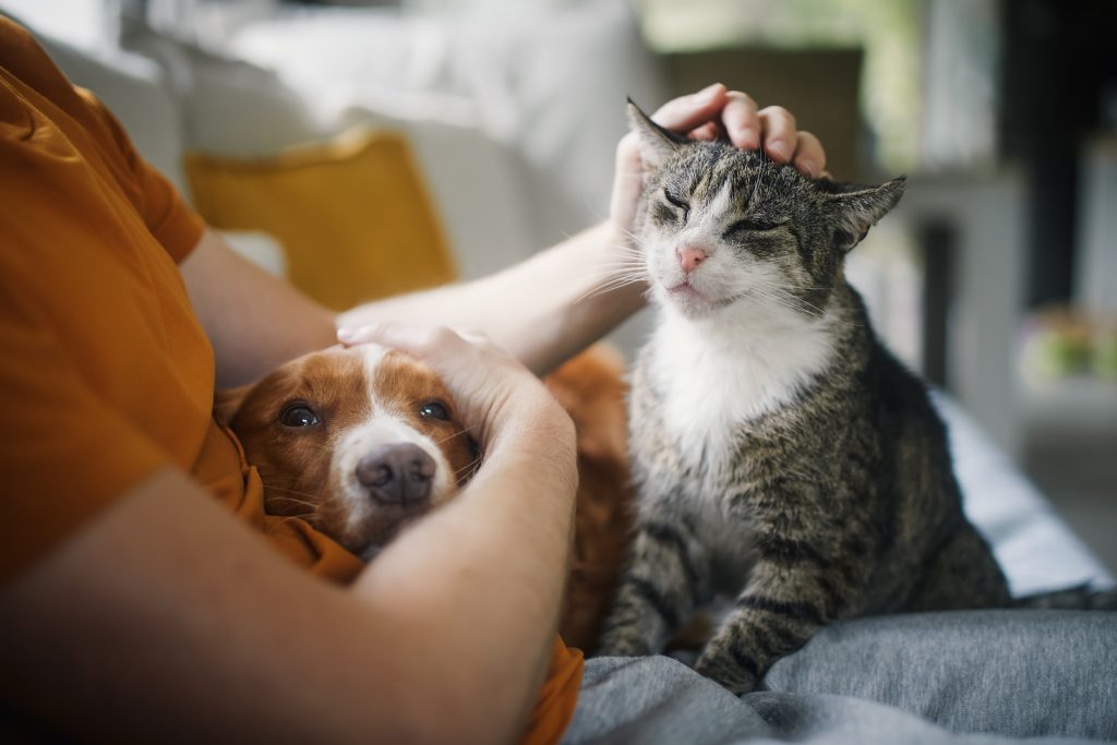 4.000 de oameni protestează în București pentru drepturile animalelor