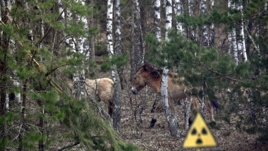 La 40 de ani de la dezastru, Cernobîl a devenit ce nimeni nu anticipase: o rezervație naturală. Motivul este deprimant