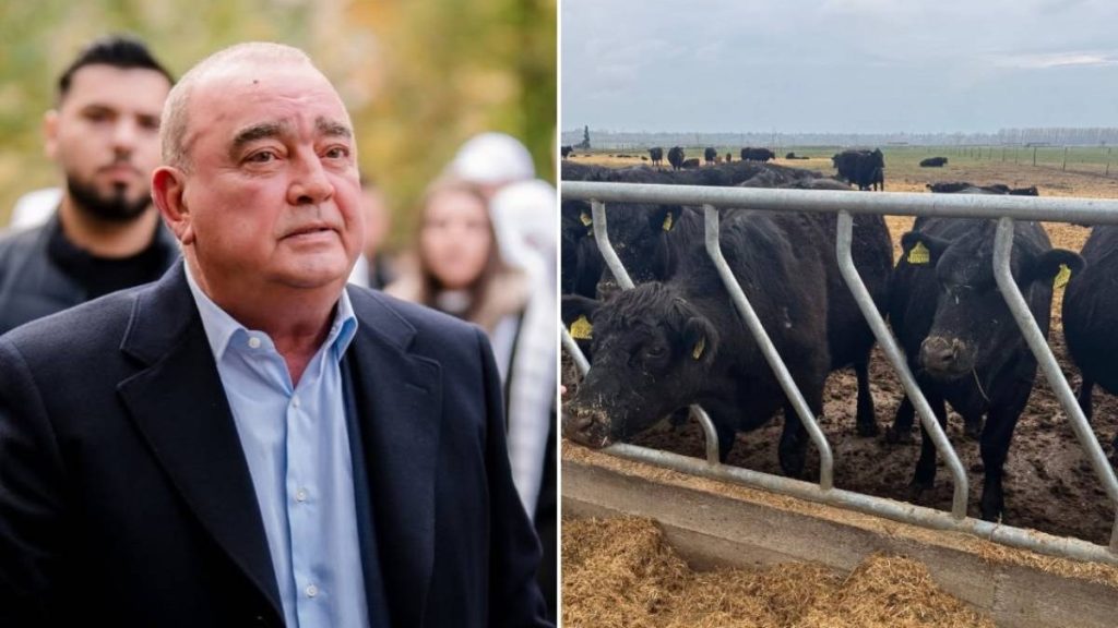 Ferma Black Angus a lui Gigi Nețoiu, amendată din nou, cu 40.000 de lei. Ce au găsit inspectorii