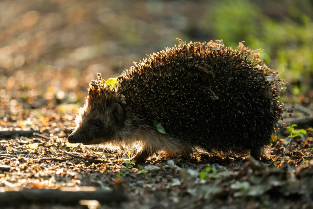 Arici salvat de flăcări de un pompier, botezat Sonic