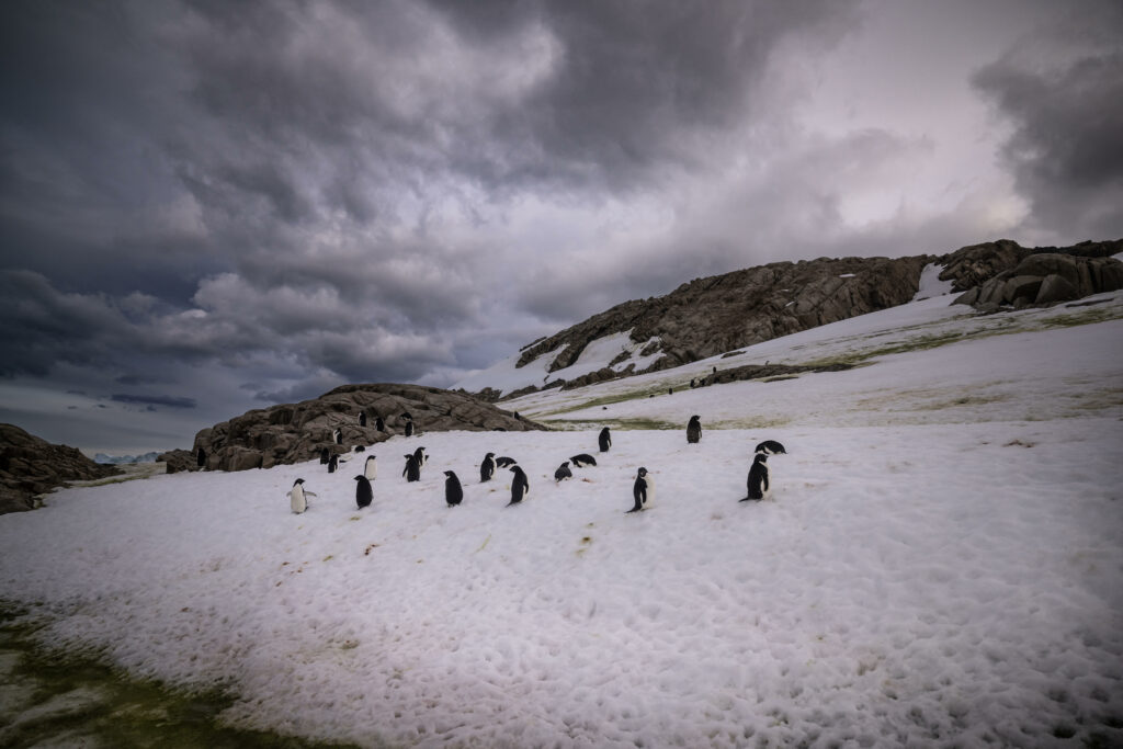 Cea mai mare colonie de pinguini din lume, decimată de schimbările climatice