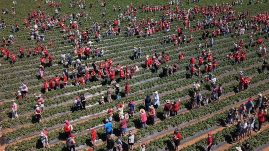 1.522 de oameni culeagă căpșune în același timp: record de 5 minute